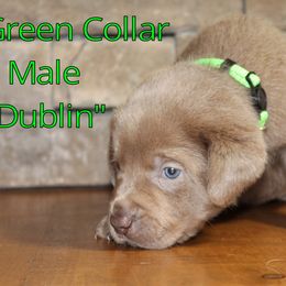 Labrador Retriever Puppies from Silver Dollar Labs