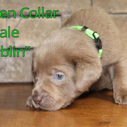 Labrador Retriever Puppies from Silver Dollar Labs