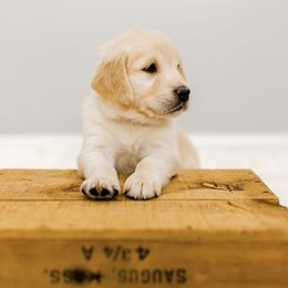 Golden Retriever Puppies from Rigdon Retrievers