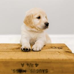 Golden Retriever Puppies from Rigdon Retrievers