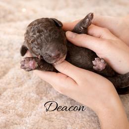 Deacon - Brown male Whoodle puppy in Knoxville, Tennessee from Fleury Farm Doodles TN