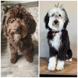 Double Doodle puppies from Over the Moon Poodles and Doodles