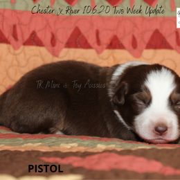 Miniature Australian Shepherd and Toy Australian Shepherd Puppies from TK Mini & Toy Aussies