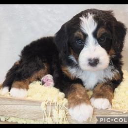 Beet - Tri-color male Bernedoodle puppy in Roseburg, Oregon from Lookingglass Doodles