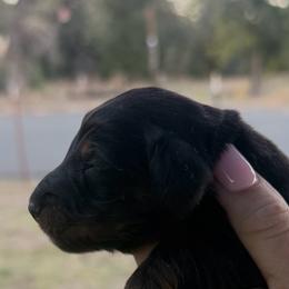 AKC Black and tan Longhair - Black and tan male Dachshund puppy in Anderson, California from Golden Paws Dachshunds
