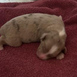 Girl 6 - female Australian Shepherd puppy in Johnson City, Tennessee from St. Isidore's Australian Shepherds