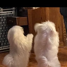 Maltese Puppies from California Marvalous Maltese