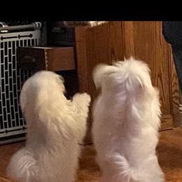 Maltese Puppies from California Marvalous Maltese