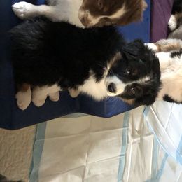 Australian Shepherd Puppies from RMW Ranch Australian Shepherds