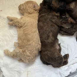 Poodle Puppies from Noelle Poodles
