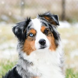 Miniature Australian Shepherds and Toy Australian Shepherds from Setting Sun Aussies