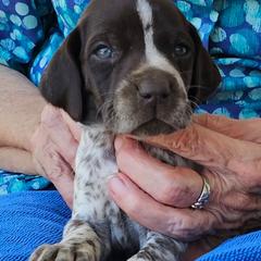E - White and liver male German Shorthaired Pointer puppy in Glendive, Montana from Lazy Hearts Kennel