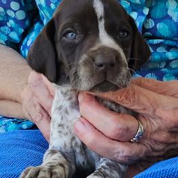 E - White and liver male German Shorthaired Pointer puppy in Glendive, Montana from Lazy Hearts Kennel