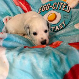 Bagel- Purple(Long Coat) - White and black female Dalmatian puppy in Claremore, Oklahoma from Lotsofdots Dalmatians