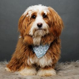 Ruby - Havanese