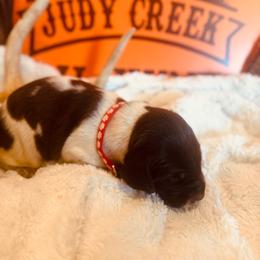 Red - Liver roan male German Shorthaired Pointer puppy in Ozark, Alabama from Judy Creek GSP's