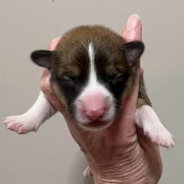 EP 1 - Red male Pembroke Welsh Corgi puppy in Stockton, Iowa from Infinity Corgis