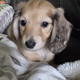 Penny - Red Dachshund puppy in Stanwood, Washington from The Love of Dachshunds