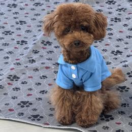 Bentley - Poodle