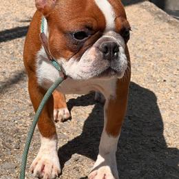 Bunny - Boston Terrier