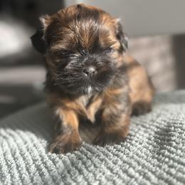 Shih Tzu Puppies from Butterfly Shih Tzu Pups