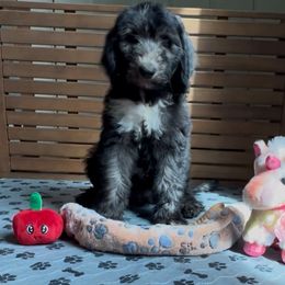 Ranger - Black and white female Sheepadoodle puppy in Glen Rose, Texas from Clevenger’s Sheepadoodle Fur Baby Farm