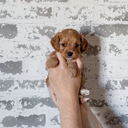 Daisy - Red female Cavapoo puppy in Mayo, Florida from Kingston’s Cavaliers