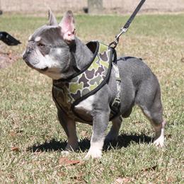 Rooster - French Bulldog