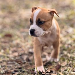 Male 1 - Red male American Staffordshire Terrier puppy in St. Augustine, Florida from LBK & Ancient City