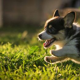 Pembroke Welsh Corgi Puppies from Golden Rose Corgis
