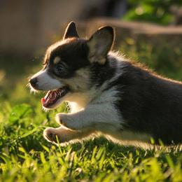Pembroke Welsh Corgi Puppies from Golden Rose Corgis