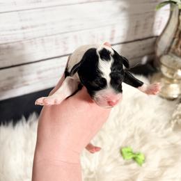 General - Black and white male Sheepadoodle puppy in Nixa, Missouri from Davis Family Doodles