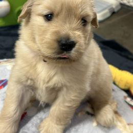 Boy 4 - Golden male Golden Retriever puppy in Chesapeake, Virginia from Autumn Lake Golden Retrievers
