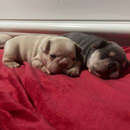 French Bulldog Puppies from Foster Lake Frenchies
