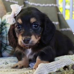 Maeve - Black and cream female Dachshund puppy in Wakarusa, Indiana from PuppyLove Dachshunds