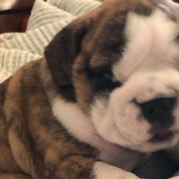 Bulldogs and Pugs from JR’s Pugs