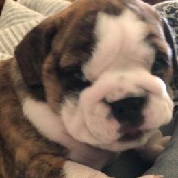 Bulldogs and Pugs from JR’s Pugs