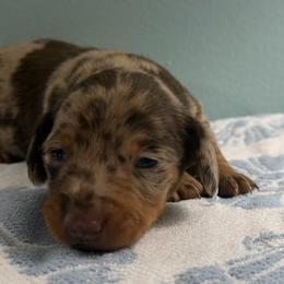 Chestnut - Dapple male Dachshund puppy in Live Oak, Florida from Johnson’s Weiner Farm
