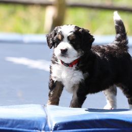 Bernedoodle and Goldendoodle Puppies from Happy Valley Doodles