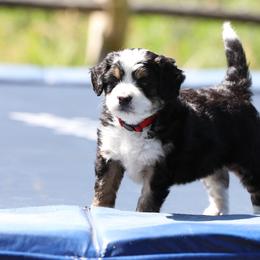 Bernedoodle and Goldendoodle Puppies from Happy Valley Doodles