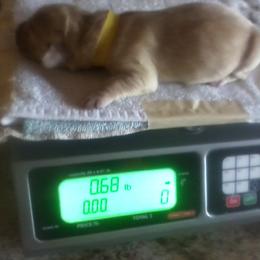 Golden Retriever Puppies from Davids Golden Retrievers