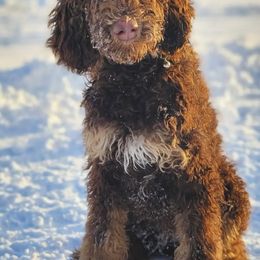 Goldendoodles and Labradoodles from Marley’s Doodle Ranch
