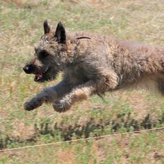 Belgian Laekenois from Kinsale