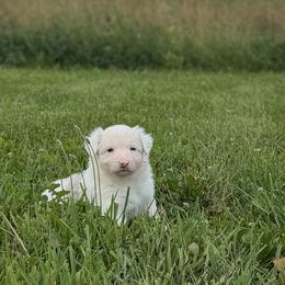 Shelby - Blue merle female Border Collie puppy in Owenton, Kentucky from Three16 Ranch