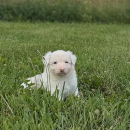 Shelby - Blue merle female Border Collie puppy in Owenton, Kentucky from Three16 Ranch
