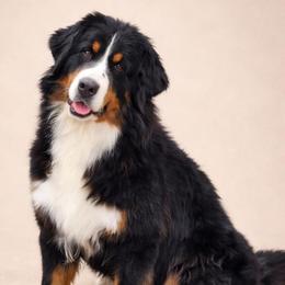 Bernese Mountain Dog puppies from Sumbern - Iowa's Bernese Mountain Dogs