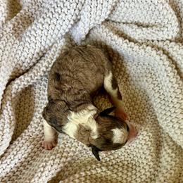 Ava - Chocolate merle female Bernedoodle puppy in Lancaster, Missouri from Cavapoo Acres
