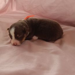 Australian Shepherd and Miniature Australian Shepherd Puppies from Rothsolid Puppies