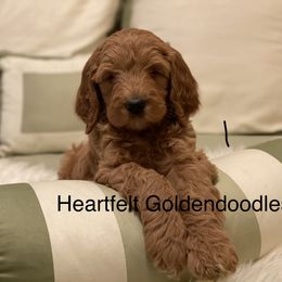 Bernedoodle and Goldendoodle Puppies from Heartfelt GoldenDoodles