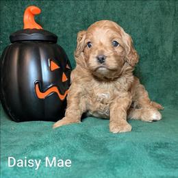 Daisy Mae - Red female Cockapoo puppy in Sunset, Louisiana from Cano Cockapoos